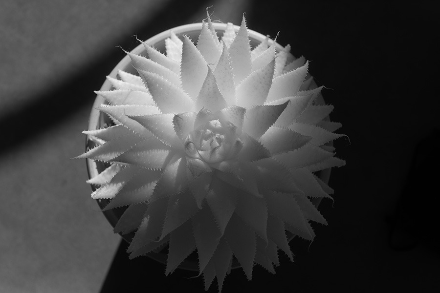 Infrared Photo of Hawartheopsis Succulent From Above.